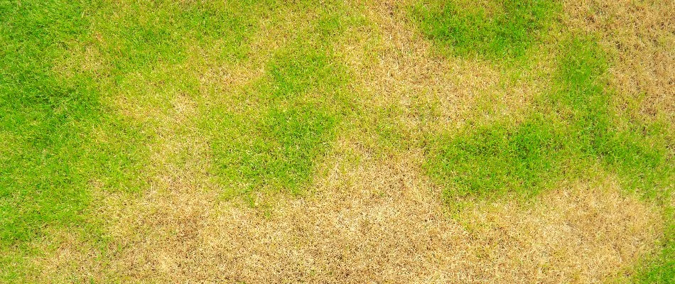 Lawn in Waukee, IA, with summer patch disease.