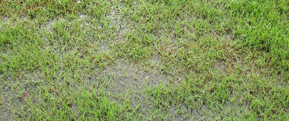 Lawn with puddle of water in Waukee, IA.