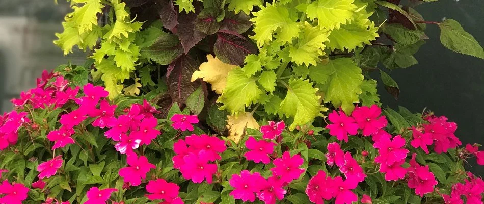 Plants with green leaves and red flowers in Waukee, IA.