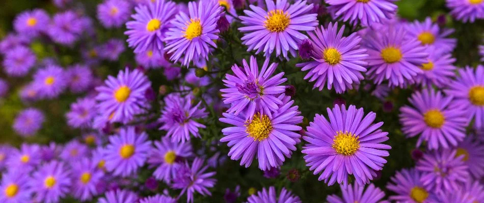 Purple aster flowers in Waukee, IA.