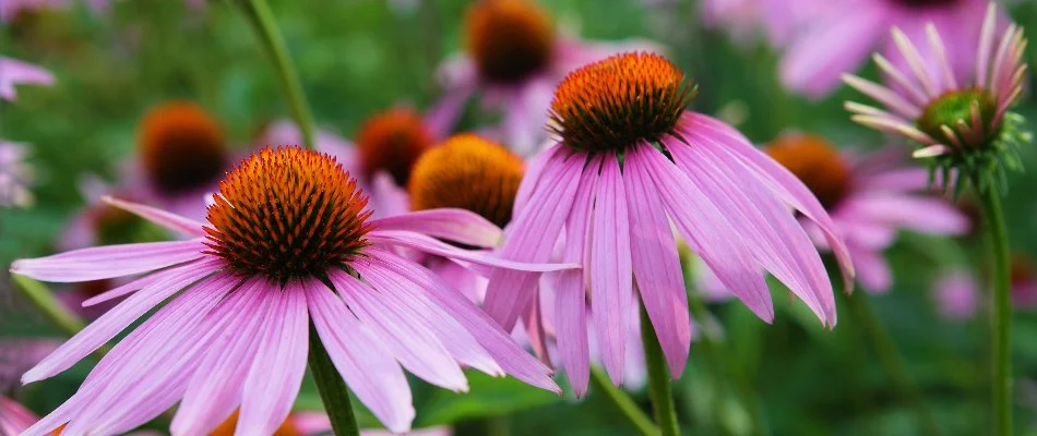 Purple coneflowers in Waukee, IA.