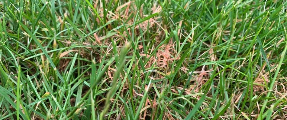 Red thread disease on grass blades in Waukee, IA.