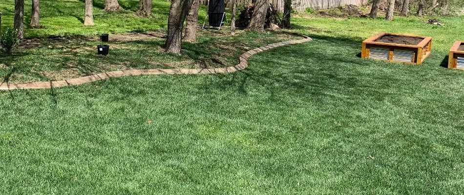 Thick, green grass with trees in Waukee, IA.