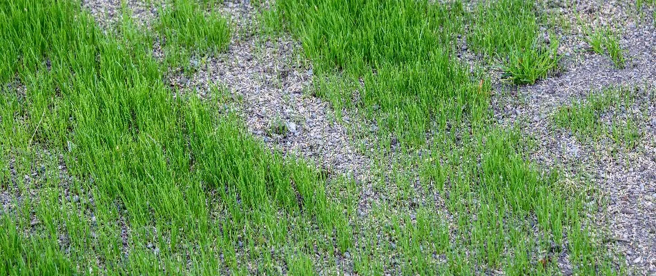 Thin spots on a lawn in Waukee, IA, with grass seeds.
