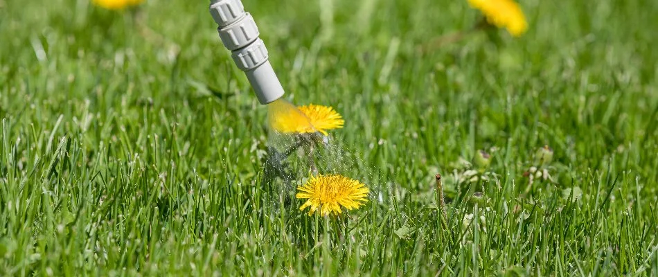 Treating a dandelion weed in Waukee, IA, with post-emergent weed control.