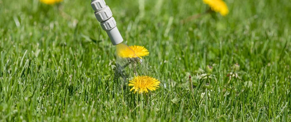 Treating dandelion in Waukee, IA, with weed control.