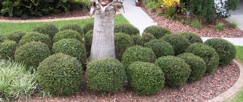 Trimmed shrubs in a landscape bed in Waukee, IA.