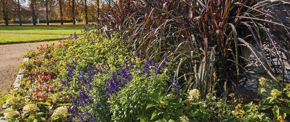 Various plants and flowers in a landscape in Waukee, IA.