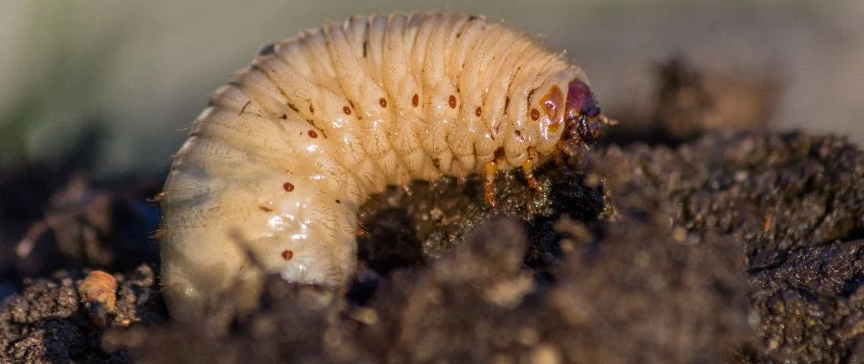 A white grub on soil in Waukee, IA. 