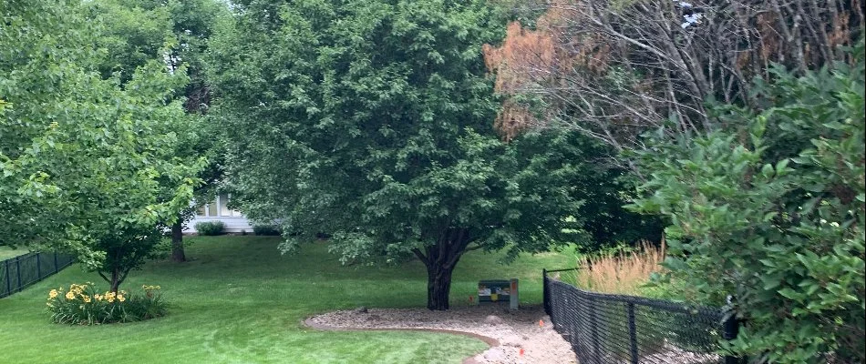 Yard in Waukee, IA, with lush green trees.