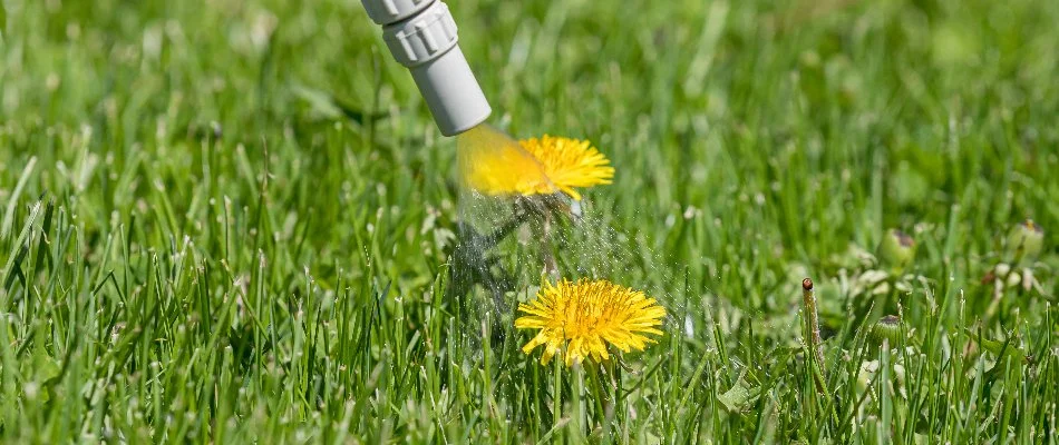 Yellow dandelion in Waukee, IA, being treated with weed control.
