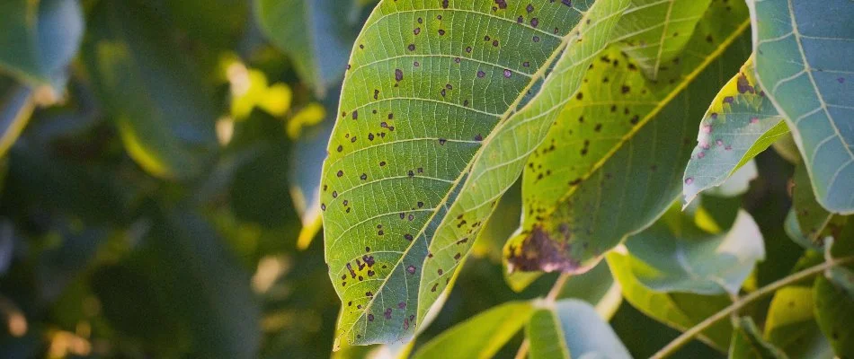 Tree leaf in Waukee, IA, with anthracnose.