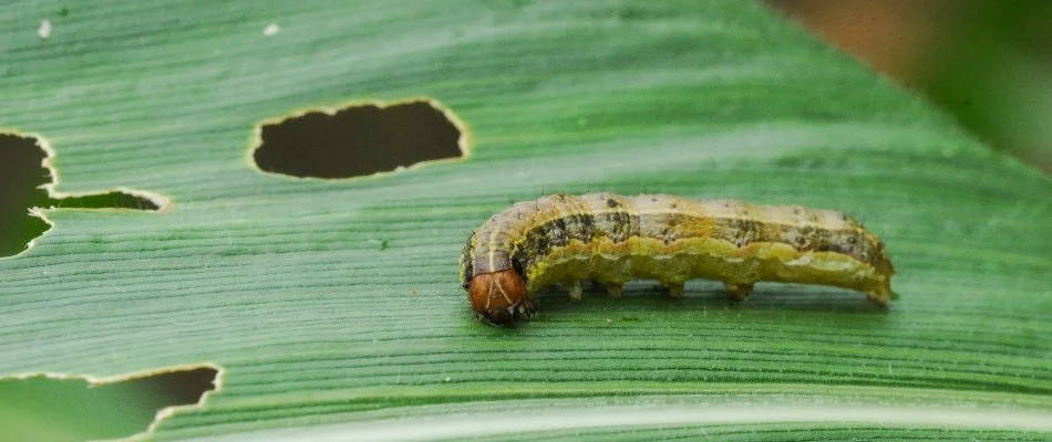 Armyworm on a grass blade in Waukee, IA.