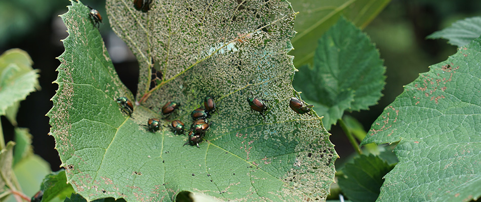 Beetles in a tree eating away at leaves in Urbandale, IA.