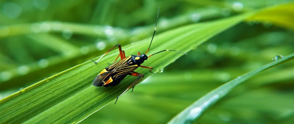 Chinch bugs on a blade of grass in Waukee, IA.