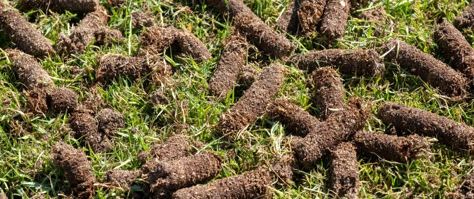 Soil plugs on lawn after aeration in Waukee, IA.