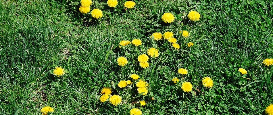 Dandelion weeds infestation in a lawn in Waukee, IA.