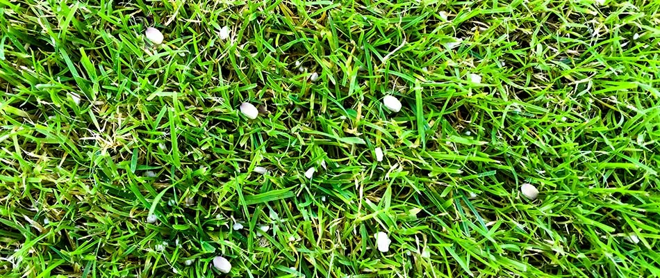 Granular fertilizer pellets spread throughout commercial property's lawn in West Des Moines, IA.
