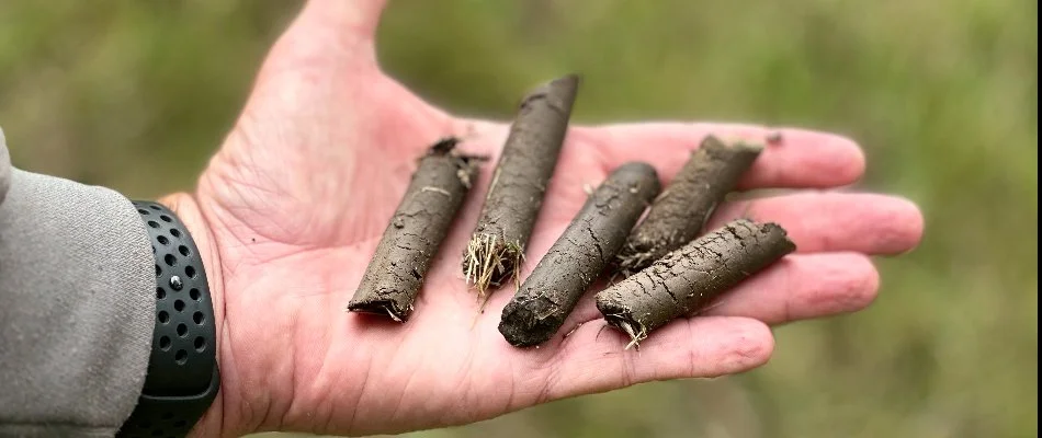 Hand holding soil plugs from lawn aeration.