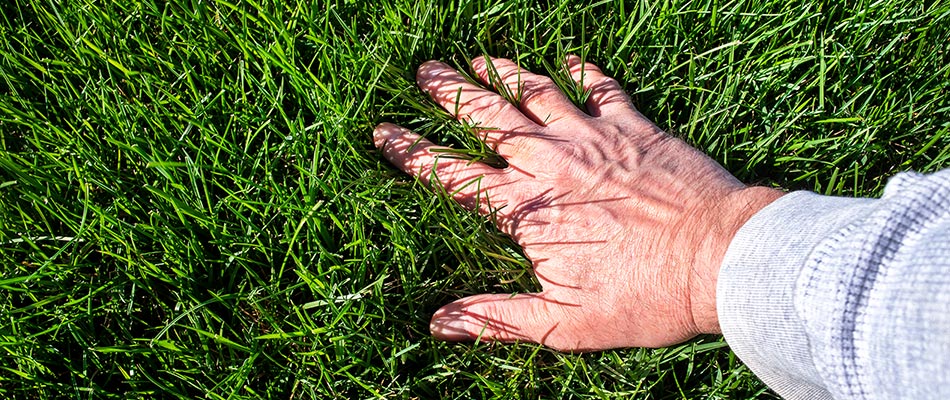 Hands feeling fertilized lawn in Clive, IA.