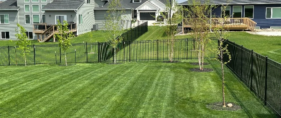 Healthy turf in a backyard in De Soto, IA.