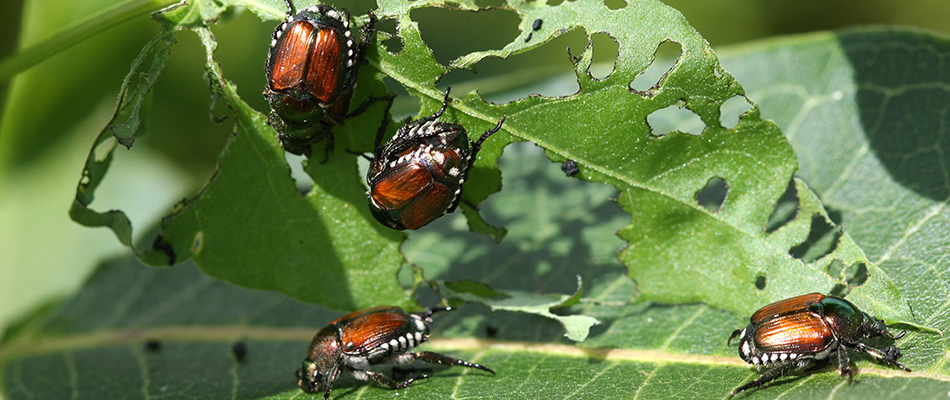 Japanese beetle infestation found in a tree in Waukee, IA.