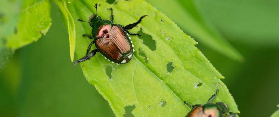 Two Japanese beetles on a leaf in Waukee, IA.