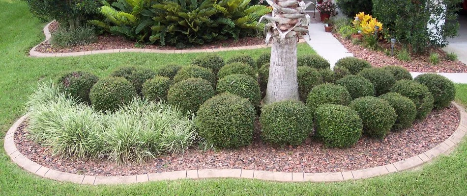 Landscaping with trimmed shrubs and mulch in Lovington, IA.