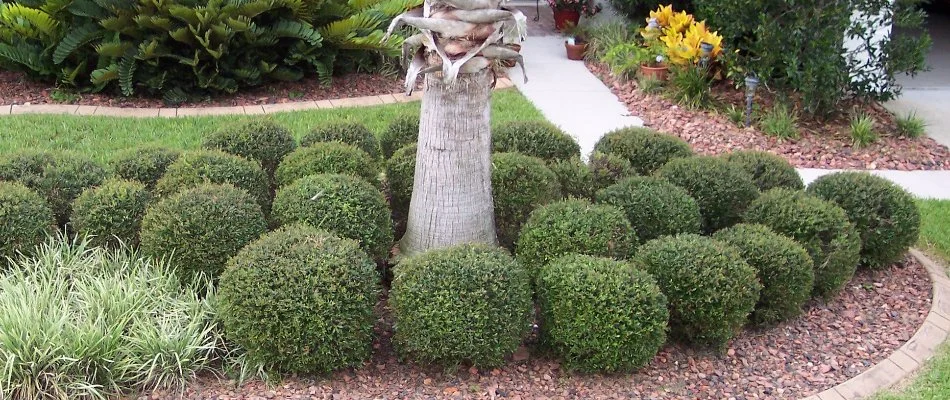 Lush green shrubs in Van Meter, IA.