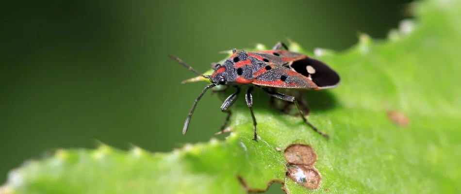 Red and black chinch bug chewing on vegetation in Waukee, IA.