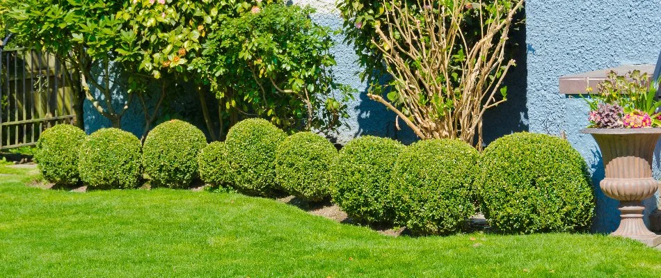 Trimmed plants on the side of a house in Waukee, IA.