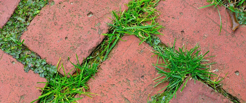 Weeds growing in between cracks in a walkway in Urbandale, IA.