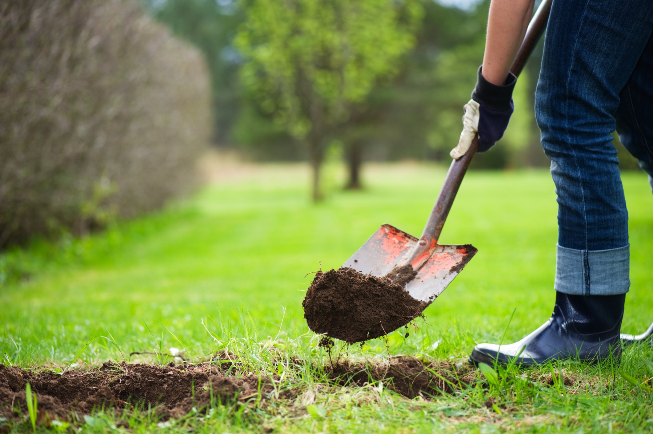 A person digs a hole in a yard with a shovel.