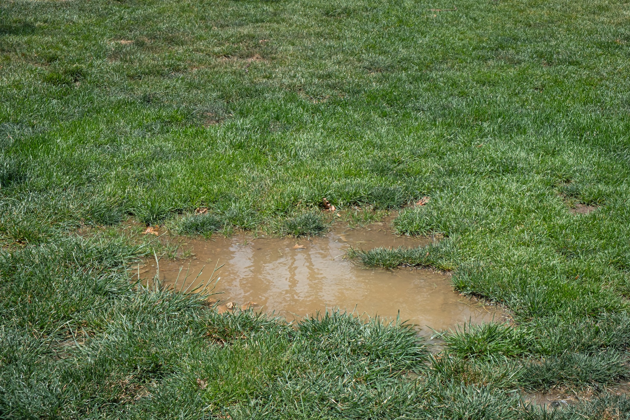 A muddy puddle among the green grass. After the rain.